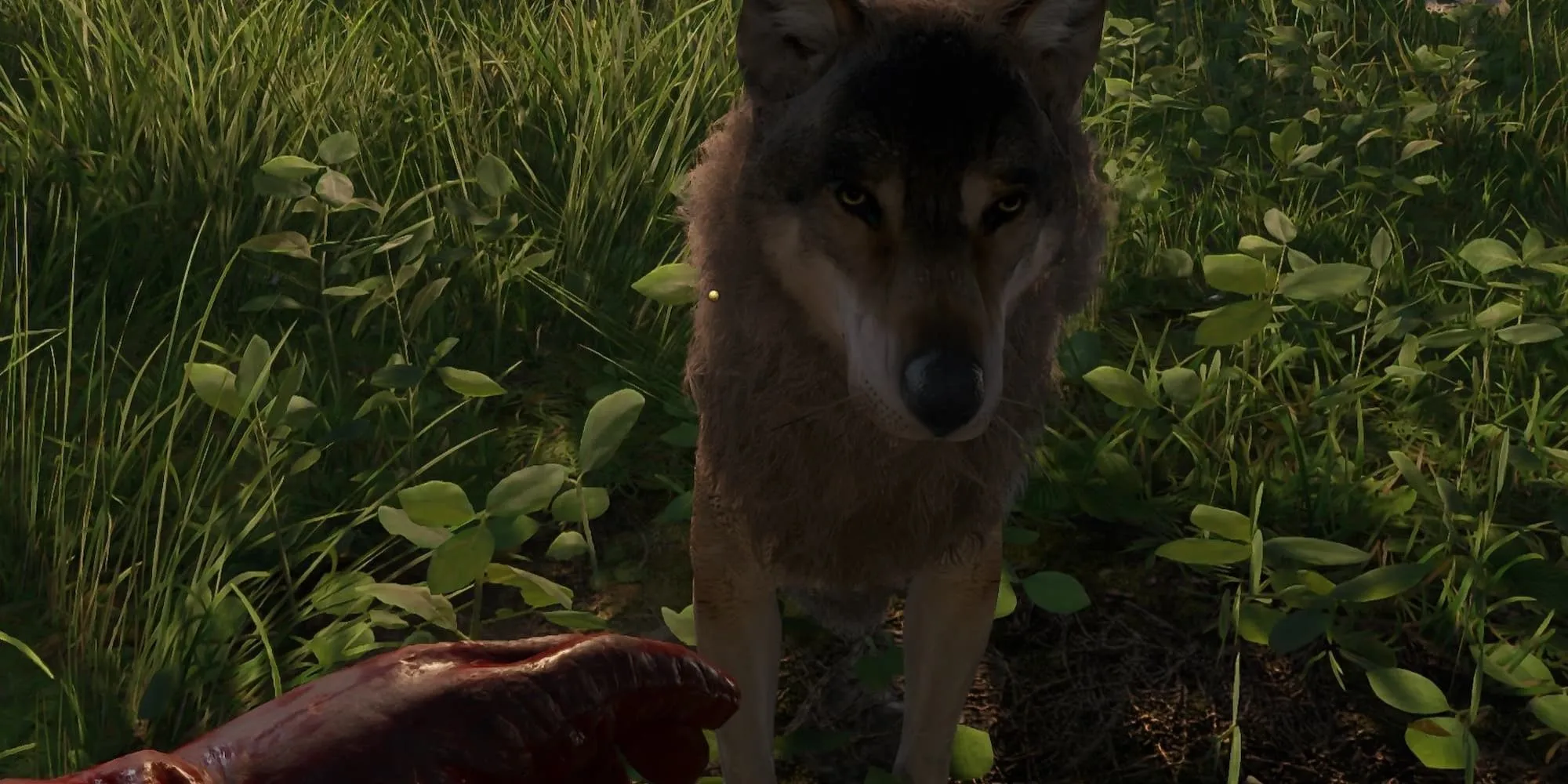 Một con chó hiền lành trong Kingdom Come Deliverance 2 nhờ Harmless Dogs Mod của dankjoejo trên Nexus Mods